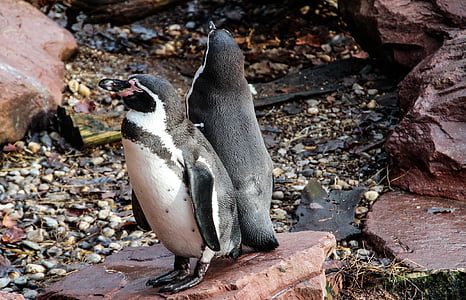 pinguins, animal, ave aquática, jardim zoológico