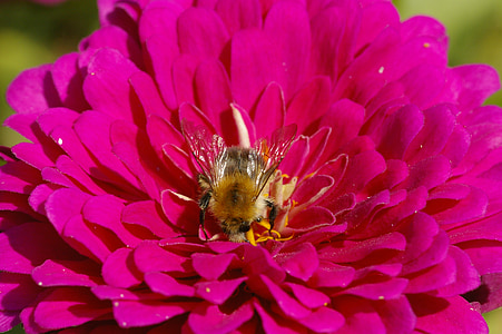 abeja, flor, floración, macro, naturaleza, insectos