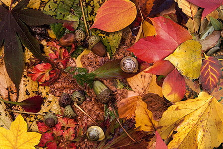 daun, warna-warni, warna, kuning, merah, coklat, recoloring daun