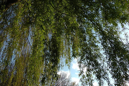 weeping willow, pasture, baumm, willow tree, aesthetic, branches, green