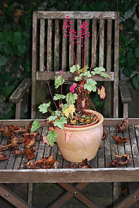 coral bells, autumn mood, still life, garden chair, leaf coloring, pot, plant