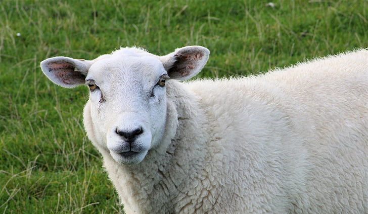 羊, 羊顔, 哺乳類, 草, 家畜, 1 つの動物, 動物関連