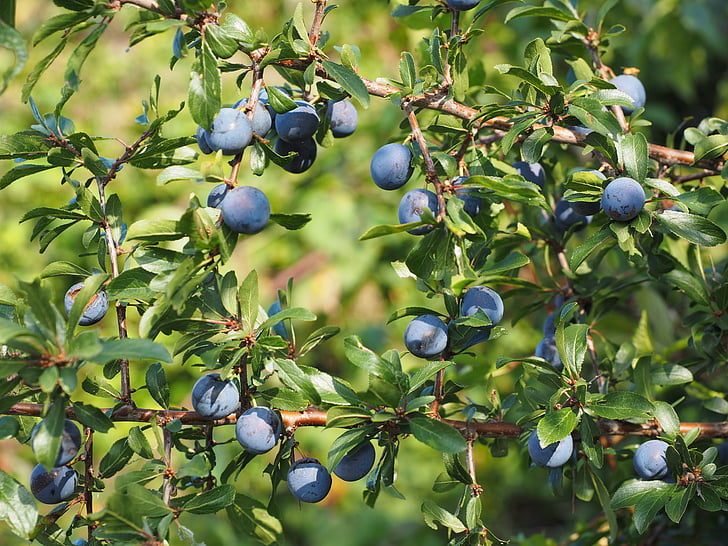 schlehe, petits fruits, bleu, Bush, fruits, prunellier, Prunus spinosa