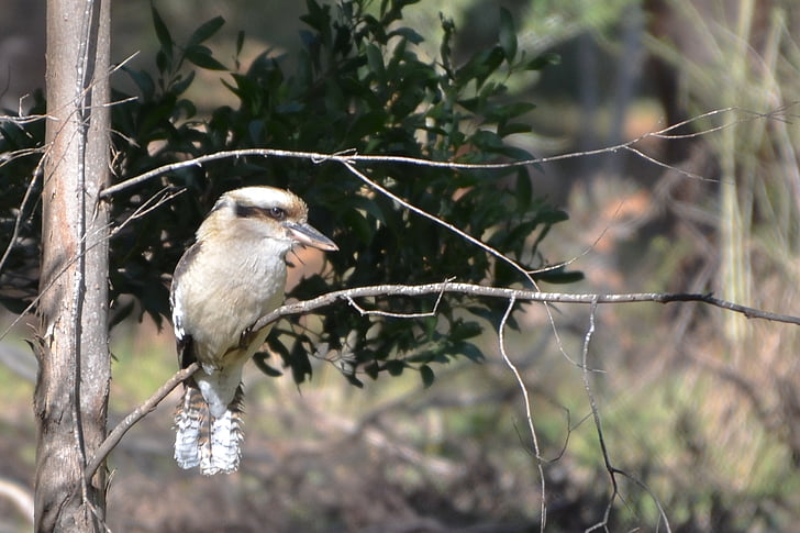Kookaburra, pássaro, vida selvagem, Austrália, a rir, fotografia de aves