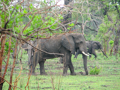 Малави, Африка, пейзаж, слоны, Дикая природа, Буш, деревья