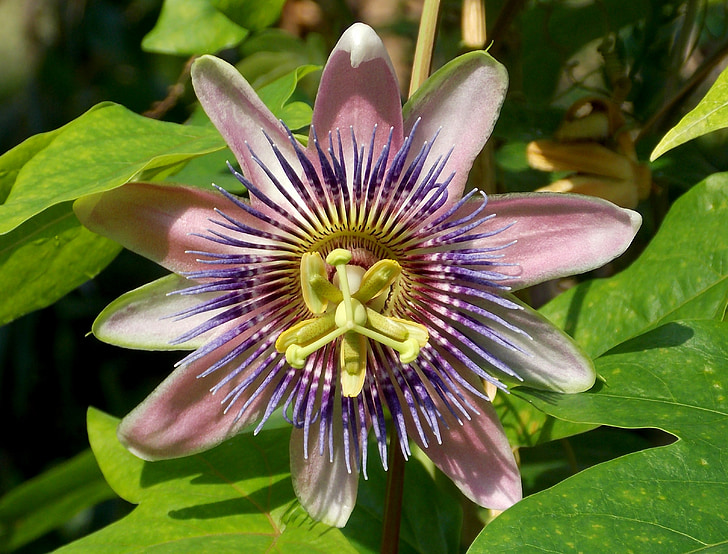 passion flower, exotic flower, blossom, bloom, exotic, plant, petals