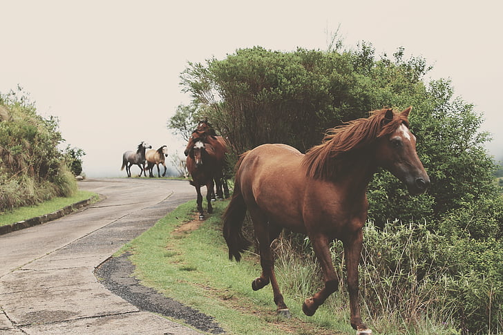 ló, futás, vágtató, fuss, az emlősök, természet, lovas