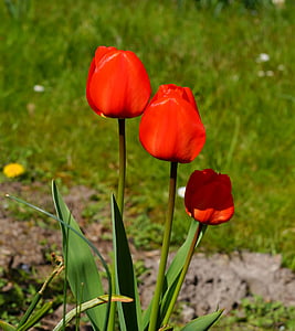 tulips, flowers, red, plant, early bloomer, close, garden