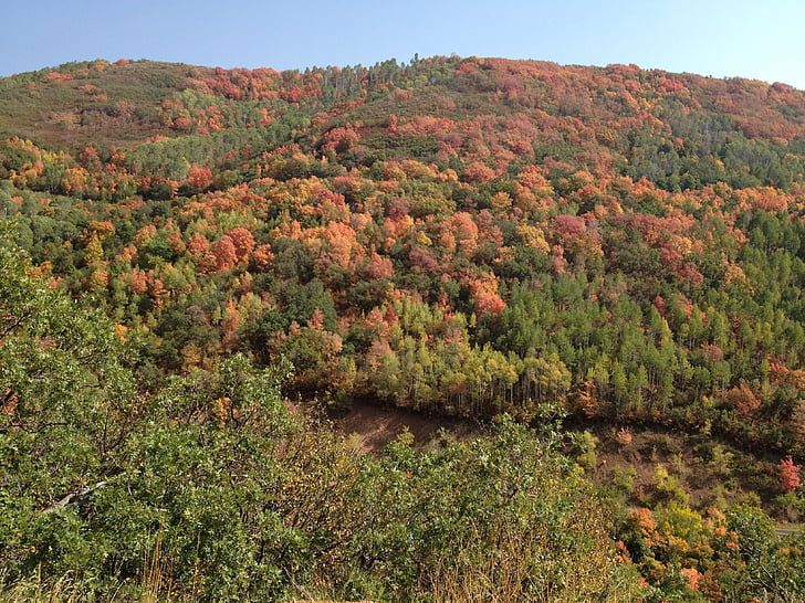 padajícího listí, barvy, podzim, listoví, na podzim, oranžová, stromy