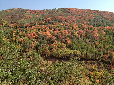 Ruska, värit, Syksy, lehtien, syksyllä, oranssi, puut