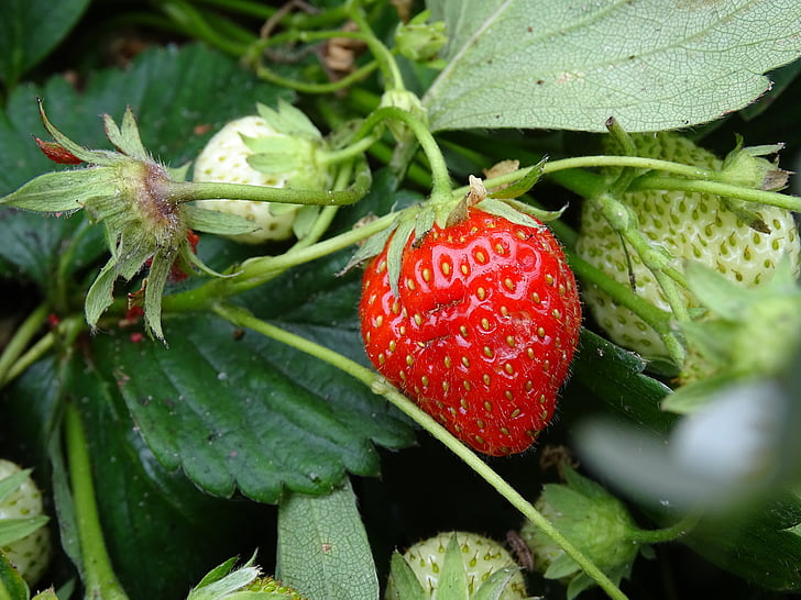 maasikas, punane, värske, toidu, terve, puu, Armas