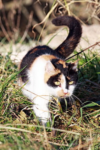 고양이, 낚시, 3 색, 잔디, 건조, 마른 잔디, 자연