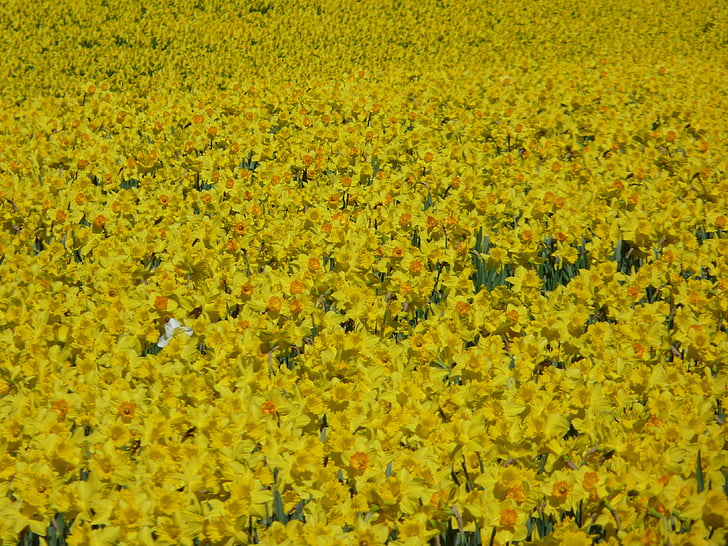 daffodils, daffodil field, osterglocken, yellow, spring, blossom, bloom