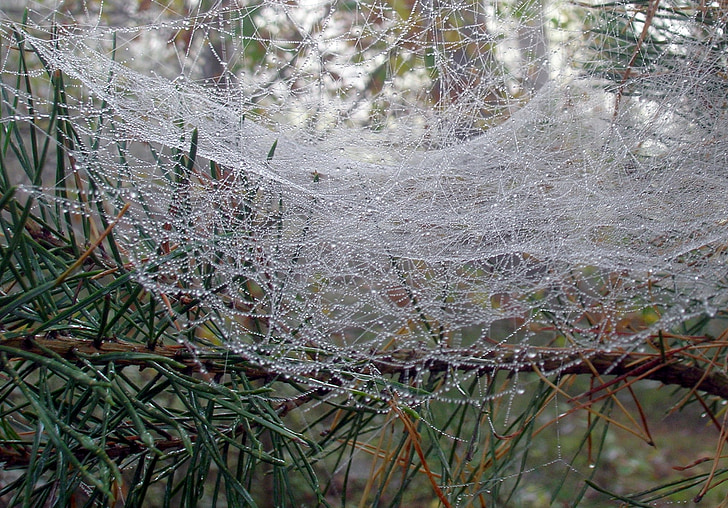 Web, Rosa, dešťové kapky, mokrý, Příroda