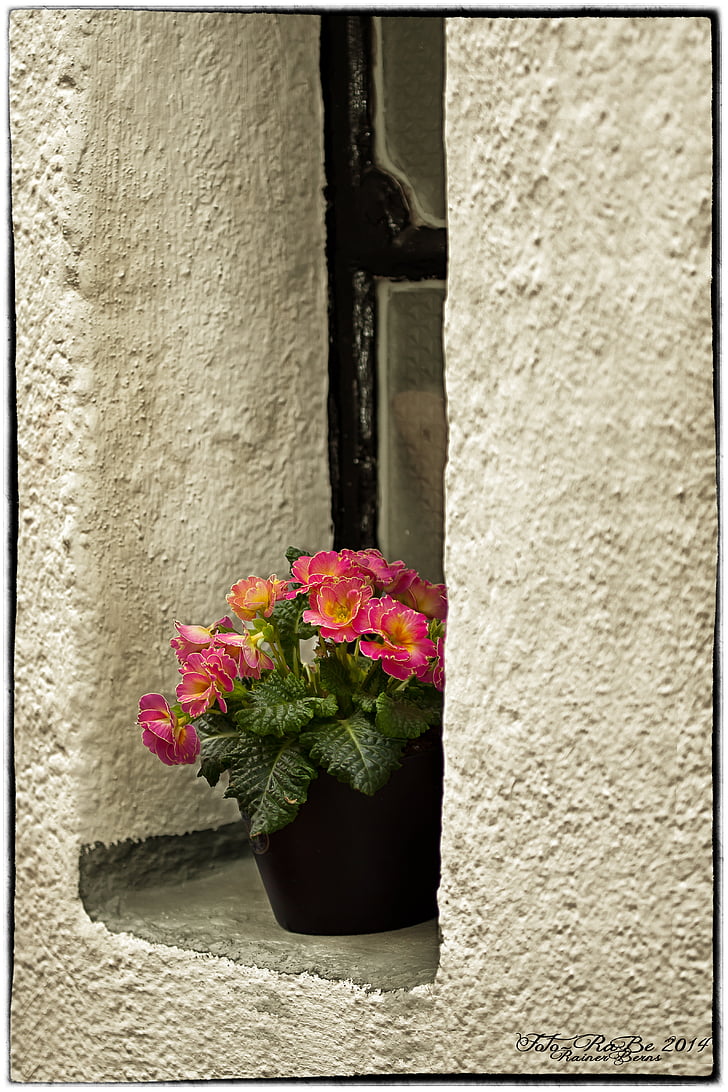 ventana, Primrose, flor, flor, floración, primavera, rosa