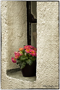 ikkuna, Primrose, kukka, Blossom, Bloom, kevään, vaaleanpunainen