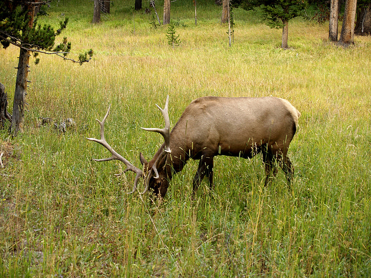 Elk, Mamalia, hewan, kehidupan liar, alam, pemandangan, padang rumput