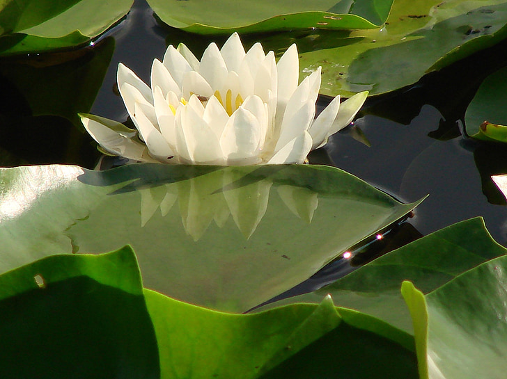 white water lily, water, float, nature, beauty, flower, reflection