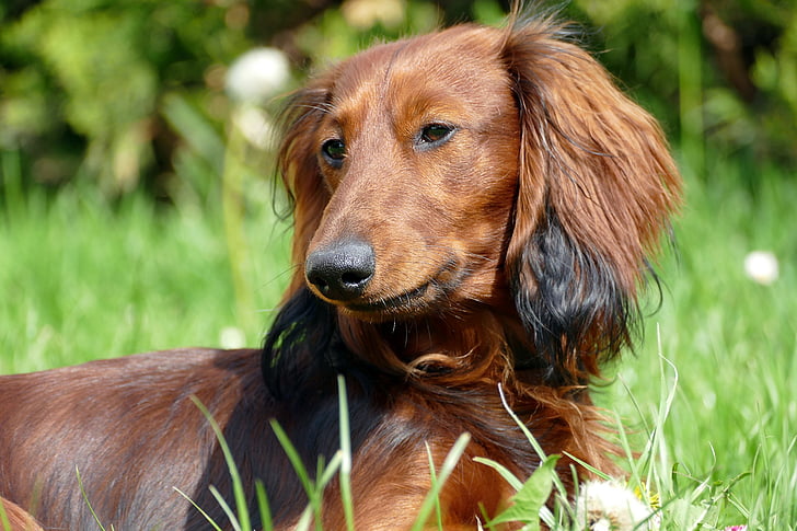 Chó lùn Dachshund, Dachshund chó, chân dung, con chó, vật nuôi, vật nuôi, một trong những động vật