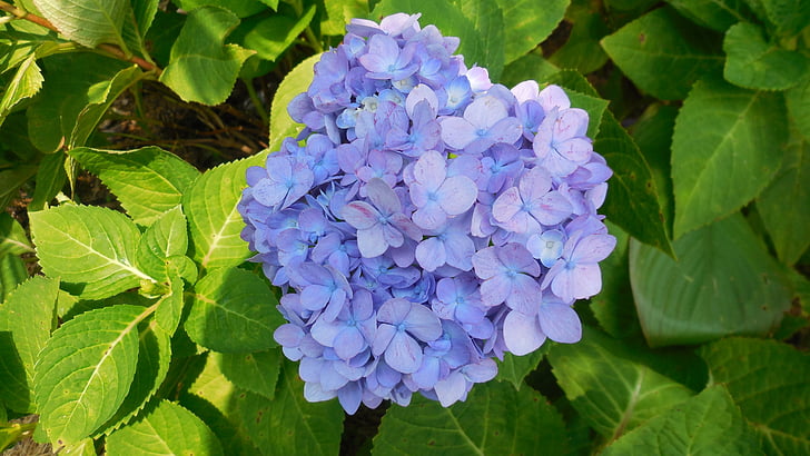Hortènsia, flor, blau, primavera, jardí, natural