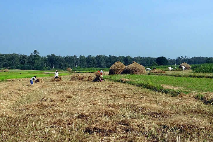 Paddy, colheita, arroz, campos, pilhas de feno, trabalhadores, Kalghatgi