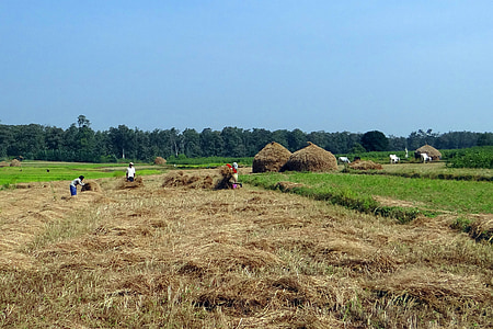 Paddy, Harvest, ris, felt, høy stabler, arbeidere, kalghatgi