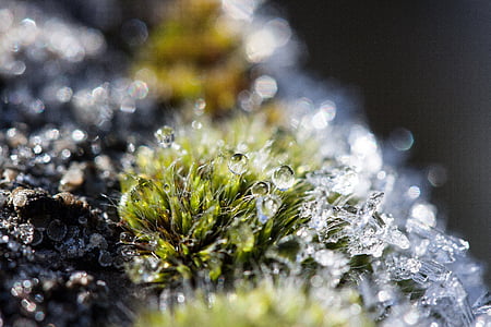 hoarfrost, moss, winter, snow, cold, transition, autumn