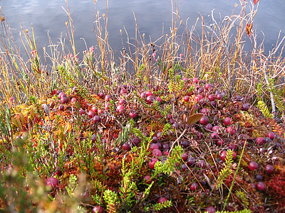 Cranberry, Herbst, Moor, Sträuchern, Büsche, Vegetation