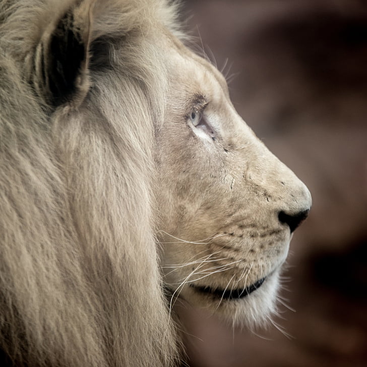 lion, white lion, big cat, mane, eyes, nature, wallpapper