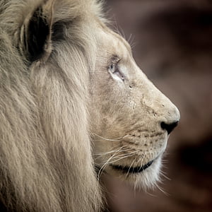 oroszlán, fehér oroszlán, nagy macska, sörény, szemét, természet, wallpapper