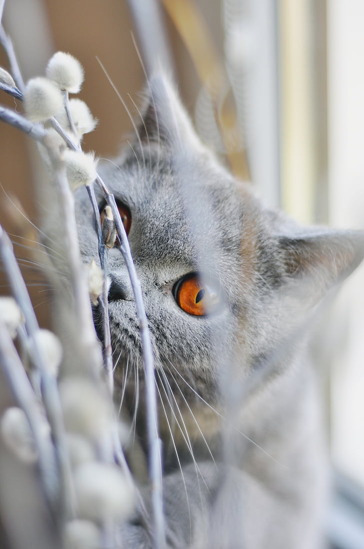 kucing, Inggris shorthair kucing, hewan peliharaan, kucing, mata kuning, bulu abu-abu, kucing muda