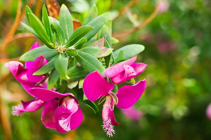 cyrtanthus, puķe, cyrtantheae, Amaryllidaceae, Violeta, rozā, zieds