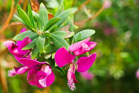 cyrtanthus, flower, cyrtantheae, amaryllidaceae, purple, pink, blossom