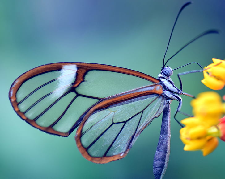 liblikas, klaas tiivad, Greta oto, klaasist takerduma, Sulgege, läbipaistev, loodus