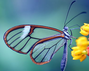 fjäril, vingar av glas, Greta oto, glas falter, Stäng, transparent, naturen