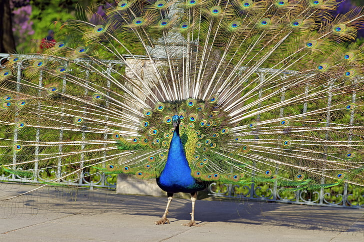 Peacock, rạng ngời, con chim, công viên, màu, màu xanh, đuôi