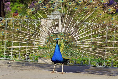 孔雀, 威勢のいい, 鳥, 公園, 色, ブルー, 尾