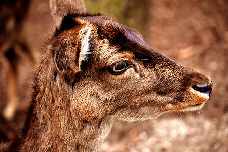 roe deer, animal, forest, wild, nature, wildlife park, animal body part