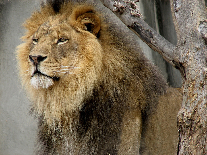lejon, vilda djur, hane, Zoo, vilda djur, naturen, tittar just nu