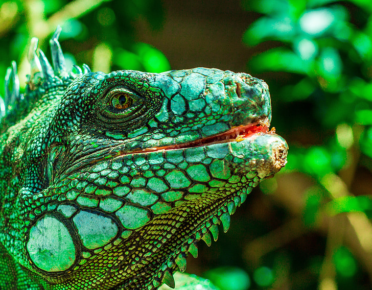 Iguana, oči, priroda, gmaz, životinja, gušter, Brazil