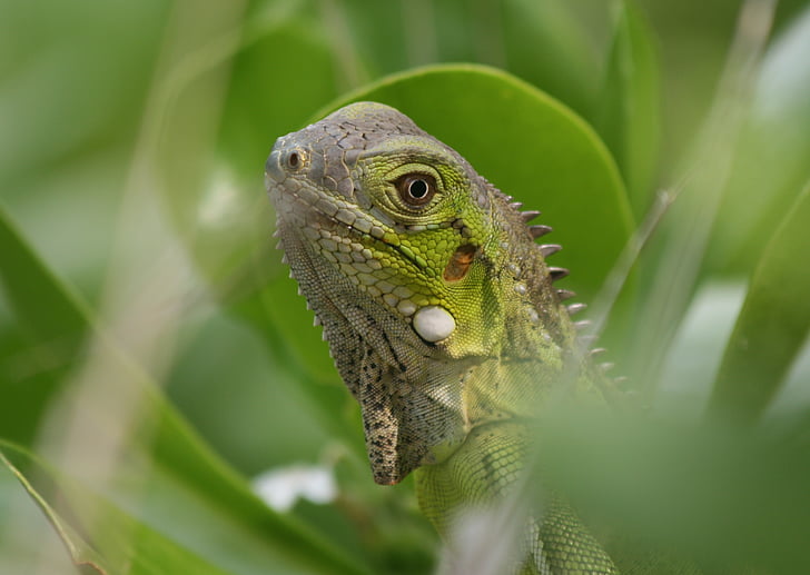 Iguana, plaz, Bonaire, Príroda, zviera, Holandské Antily, Zelená