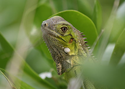 Iguana, reptil, Bonaire, naturaleza, Bestia, Países Bajos Antillas, verde