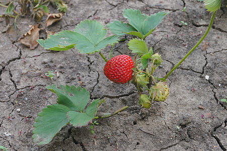 strawberry, strawberry bush, berry