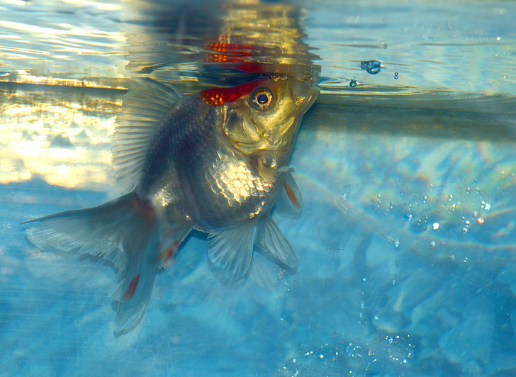 Ryukin, Золоті рибки, риби, білий, акваріум, водні, вітчизняних