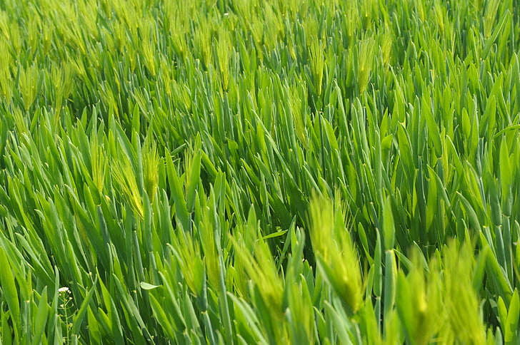 cỏ, màu xanh lá cây, lúa mì, trong lĩnh vực lúa mì, lúa mạch Hórdeum, lĩnh vực lúa mì, Thiên nhiên