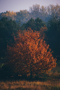marrone, dalle foglie, albero, soleggiato, cielo, alberi, foresta