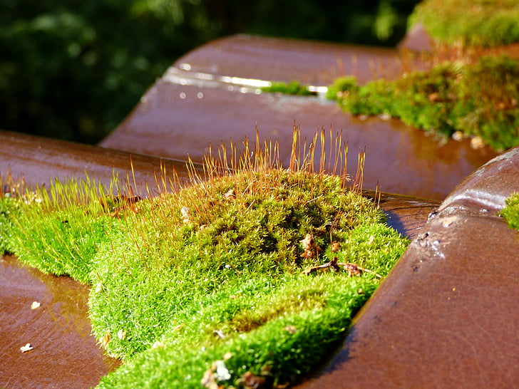 Moss, dakpan, groen, Tuin, natuur