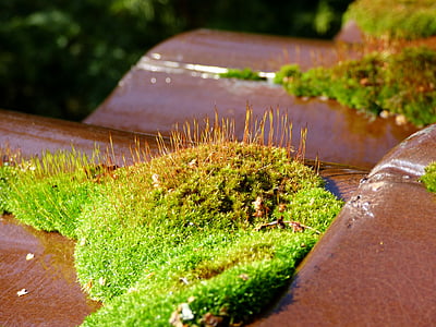 moss, roof tile, green, garden, nature