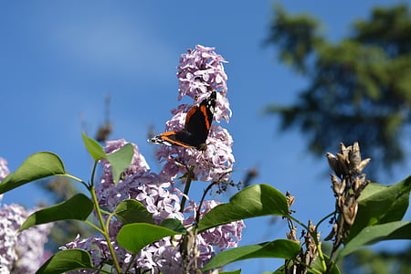 Motyl, owady, ogród, kwiat, Natura