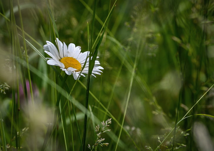 Marguerite, Daisy, padang rumput, bunga, putih, alam, botani
